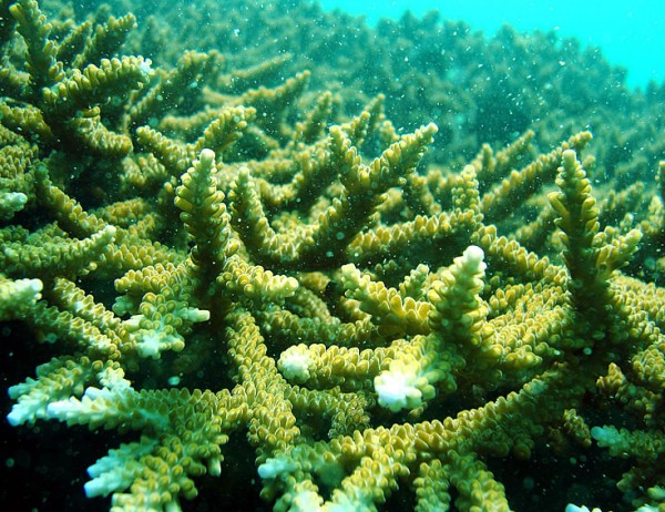 Staghorn coral starting to show signs of bleaching at the tips - a sign that the water temperature is increasing