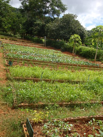 a vibrant market garden