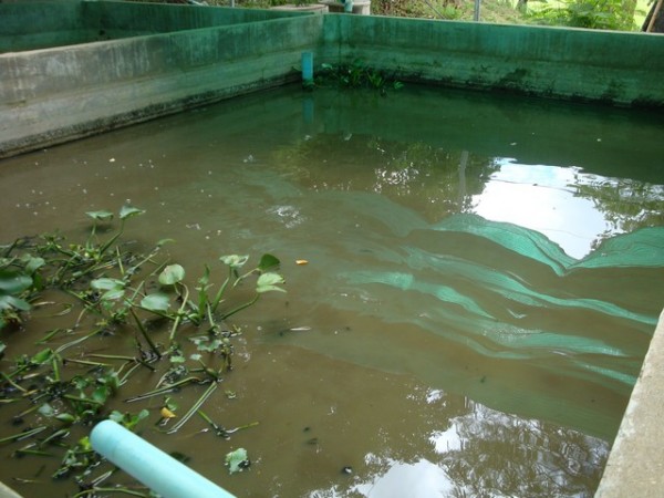 a fish farm with loads of edible sized fish