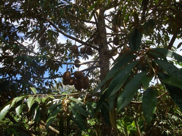 neighbour’s durian farm