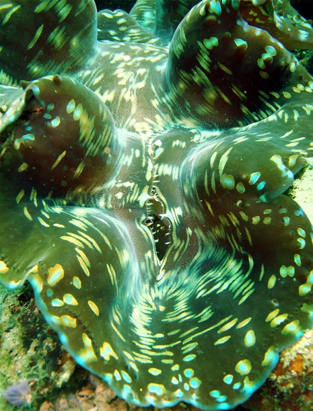 A giant clam