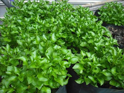 Watercress in Central Thailand should be called joyweed