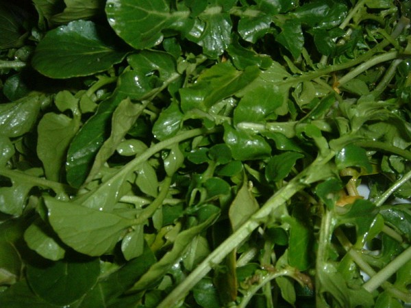 Watercress in Yala Province