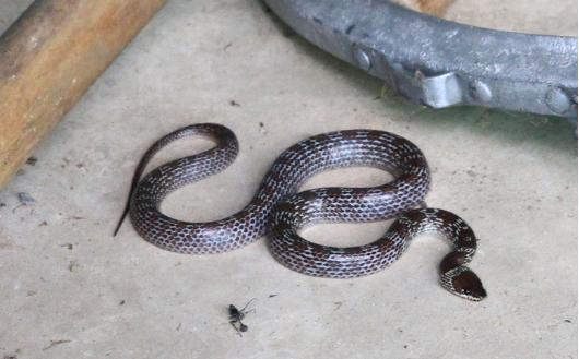 snake01.jpg