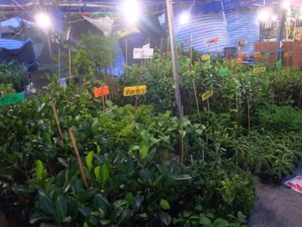 stalls selling a variety of plants