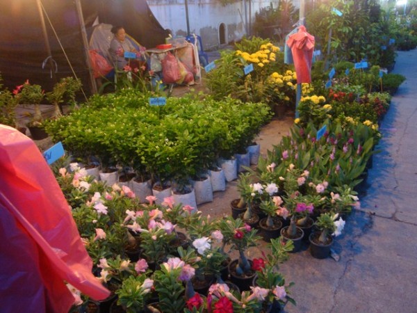 stalls selling a variety of plants