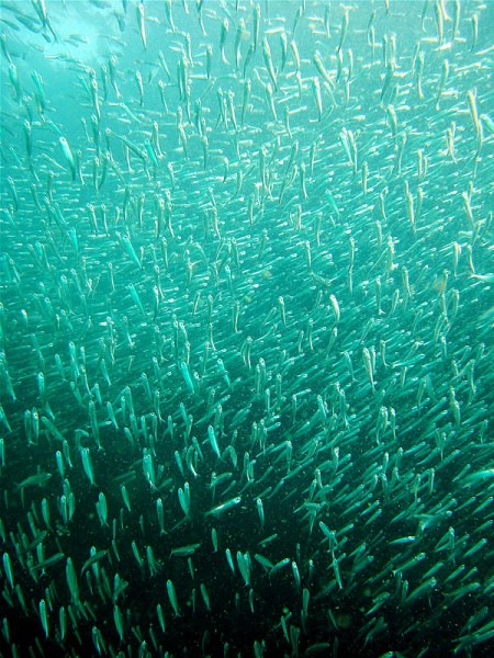 An amazing school of glassfish that live in a cave on the southern side of Koh Sang
