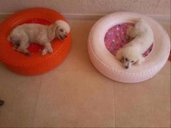 dog bed.jpg