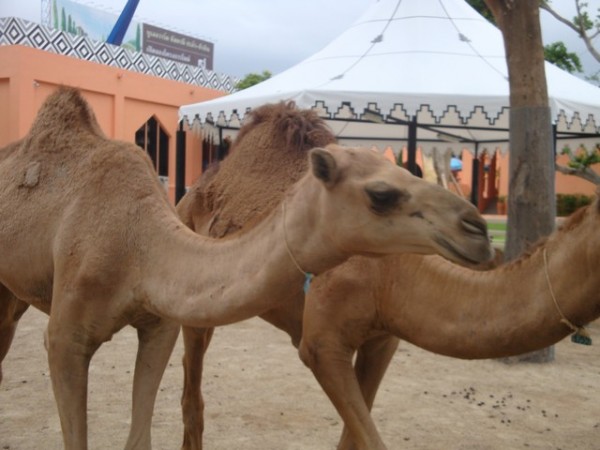 the camels