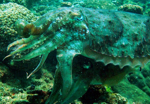 These two cuttlefish were enjoying themselves before the diver with the camera rocked up