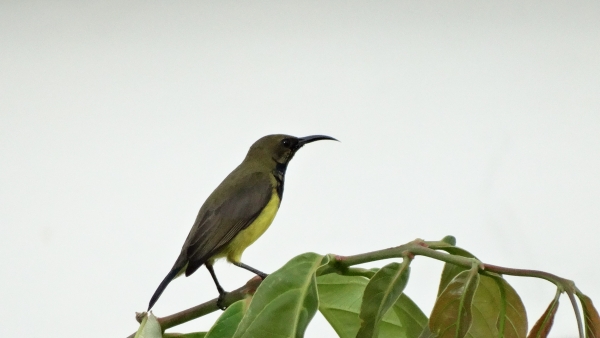 Male olive-backed sunbird.