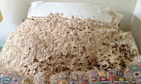 Giant-wasps-nest-found-in-008.jpg