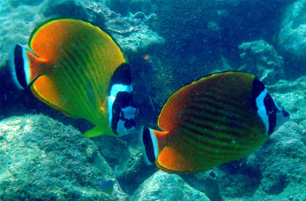 A pair of butterflyfish at Koh Talu - these guys are very difficult to photograph
