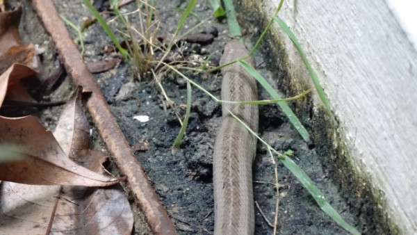 striped kukri snake in plain clothes.