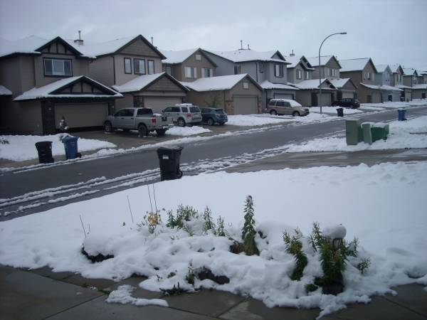 Front yard and street