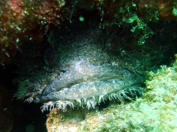 The bearded scorpionfish hiding in a crevace