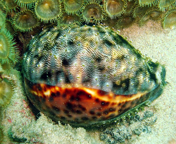 Tiger Cowries are quite common around the smaller islands