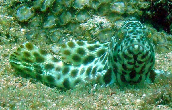 A spotted rock cod taking a rest