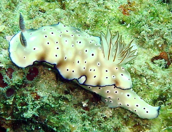 There were a few nudibranchs around Koh Sang though none at Talu