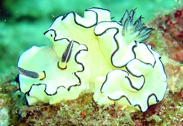 This nudibranch was quite happy to pose for photos