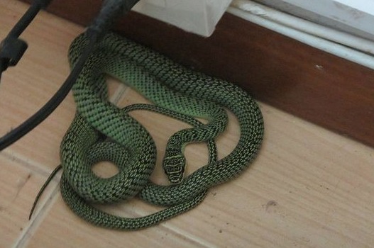 snake.jpg