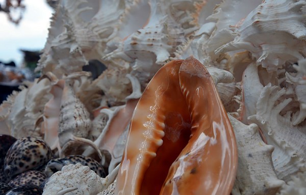 DSC_2187.jpg