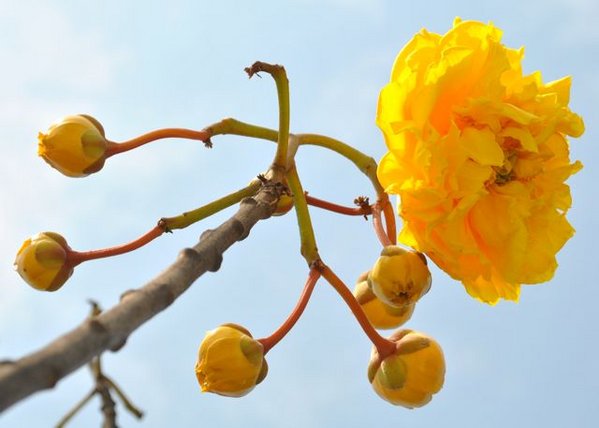 yellow flower.jpg