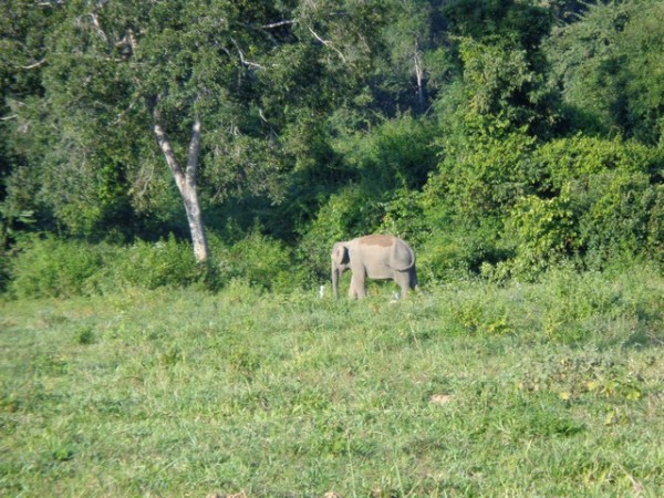 the first elephant