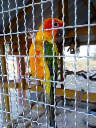 PARROT 1.jpg