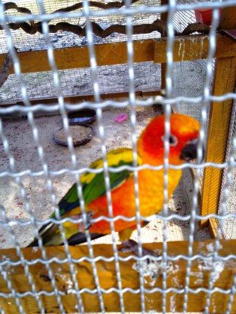 PARROT 2.jpg