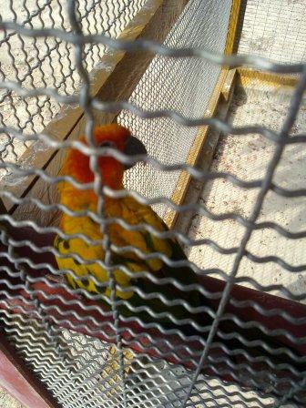 PARROT 3.jpg