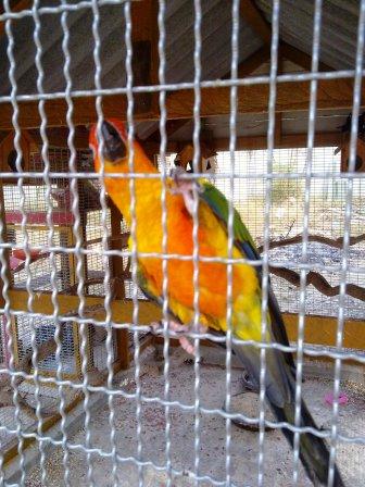 PARROT 4.jpg