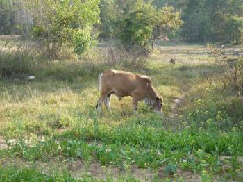 Cow 1.jpg