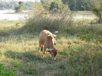 Cow 2.jpg