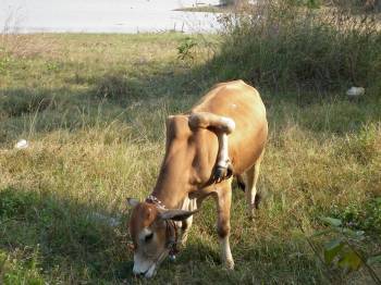 Cow 3.jpg