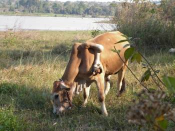 Cow4.jpg