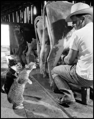 cats_milk.jpg
