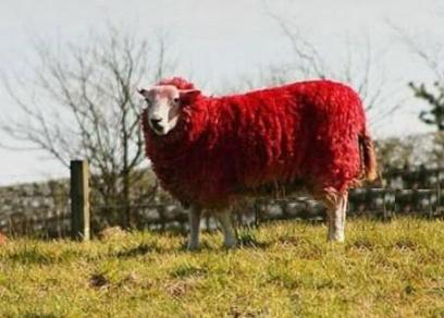 red-sheep-02.jpg