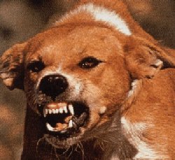snarling-dog.jpg