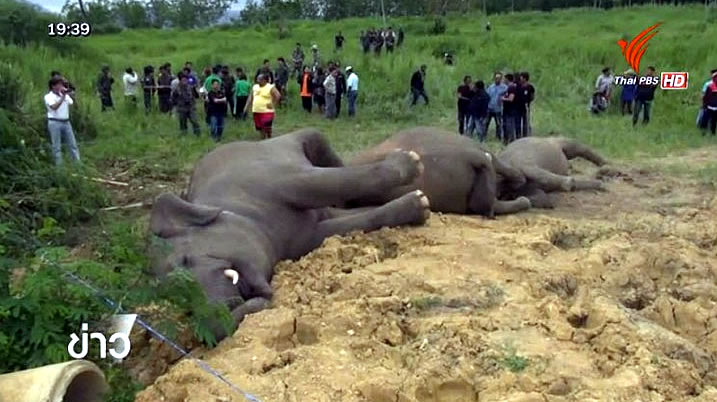 elephants.jpg