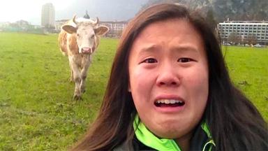 cow.jpg