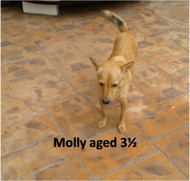 Moll03.jpg