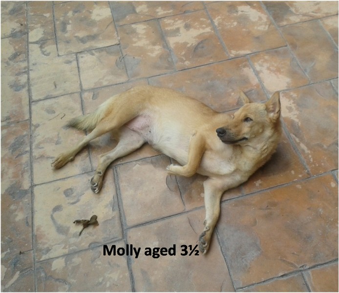 Molly01.jpg