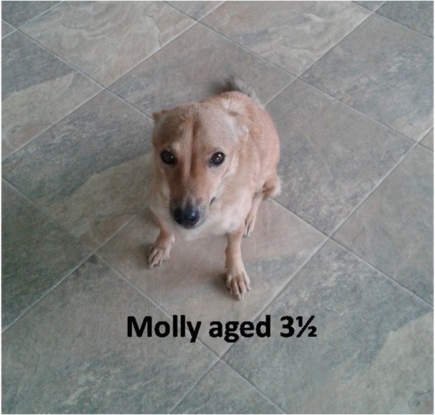 Molly02.jpg