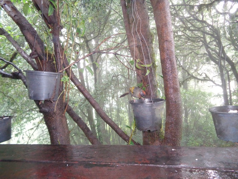 visited by several very colourful birds that I’d never seen before and a few squirrels