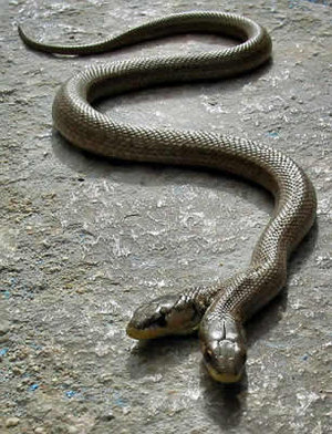 two_headed_snake.jpg