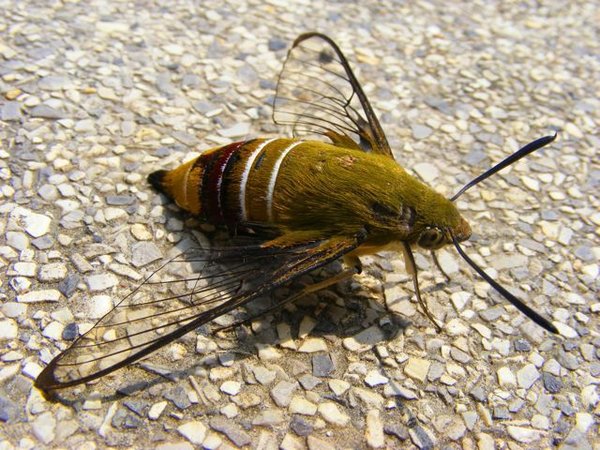 critter small.jpg