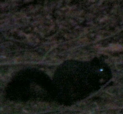jan15mysterious_black_squirrel.JPG