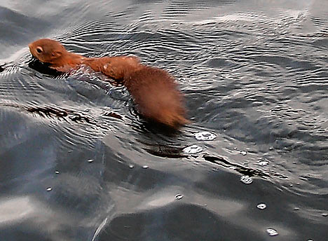 squirrelDM1411_468x344.jpg