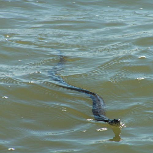 water-snake.jpg